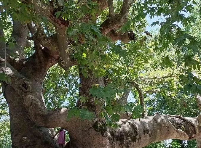 Prázdninový dům Beautiful Pelion With Spectacular Views Anilio Pelion